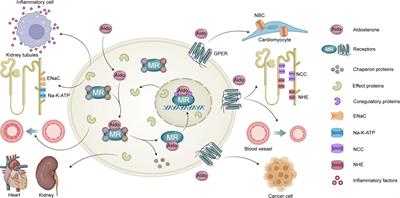 G protein–coupled estrogen receptor: a promising therapeutic target for aldosterone-induced hypertension